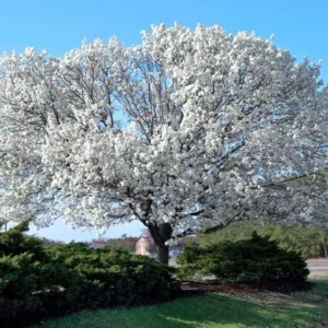 5 White Dogwood Trees Live Plant, Bare Root, Dormant, 1 to 2 Ft Tall, Dogwood Tree for Planting Outdoors, White Flowersing Dogwood Tree Shrub Bush Plant for Growing Outside