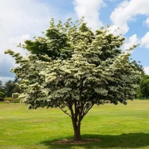 10 Kousa Dogwood Tree Live Plant in Quart Pot, 2 to 4 Ft Tall, Kousa Dogwood Tree for Planting Outdoors, White Flowersing Dogwood Tree Shrub Bush Plant for Growing Outside