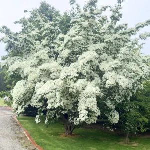 10 Kousa Dogwood Tree Live Plant in Quart Pot, 2 to 4 Ft Tall, Kousa Dogwood Tree for Planting Outdoors, White Flowersing Dogwood Tree Shrub Bush Plant for Growing Outside
