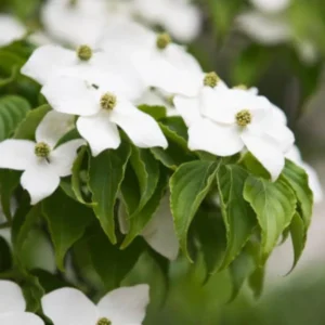 10 Kousa Dogwood Tree Live Plant in Quart Pot, 2 to 4 Ft Tall, Kousa Dogwood Tree for Planting Outdoors, White Flowersing Dogwood Tree Shrub Bush Plant for Growing Outside