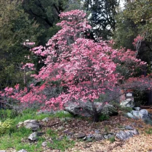 Pack 2 Pink Dogwood Trees for Planting Outdoors, 6 to 12 Inc Tall Pink Flowersing Dogwood Trees Live Plants in Quart Pot, Pink Dogwood Tree Plants