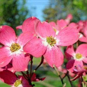 Pack 2 Pink Dogwood Trees for Planting Outdoors, 6 to 12 Inc Tall Pink Flowersing Dogwood Trees Live Plants in Quart Pot, Pink Dogwood Tree Plants