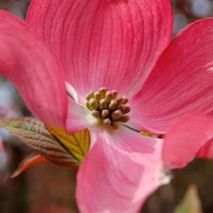 Pack 2 Pink Dogwood Trees for Planting Outdoors, 6 to 12 Inc Tall Pink Flowersing Dogwood Trees Live Plants in Quart Pot, Pink Dogwood Tree Plants