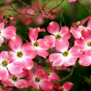 Pack 2 Pink Dogwood Trees for Planting Outdoors, 6 to 12 Inc Tall Pink Flowersing Dogwood Trees Live Plants in Quart Pot, Pink Dogwood Tree Plants
