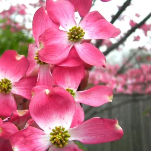 Pack 2 Pink Dogwood Trees for Planting Outdoors, 6 to 12 Inc Tall Pink Flowersing Dogwood Trees Live Plants in Quart Pot, Pink Dogwood Tree Plants