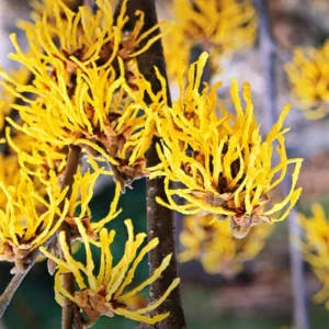 Witch Hazel Tree Shrub Bushes , Yellow Flowersing Witch Hazel Live Plants in Quart Pot, Witch Hazel Plants Tree