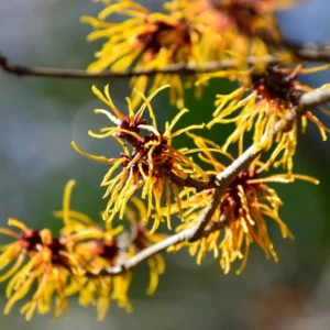 Witch Hazel Tree Shrub Bushes , Yellow Flowersing Witch Hazel Live Plants in Quart Pot, Witch Hazel Plants Tree