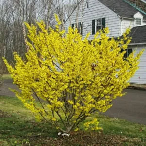 Witch Hazel Tree Shrub Bushes , Yellow Flowersing Witch Hazel Live Plants in Quart Pot, Witch Hazel Plants Tree