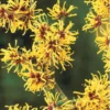 Witch Hazel Tree Shrub Bushes , Yellow Flowersing Witch Hazel Live Plants in Quart Pot, Witch Hazel Plants Tree