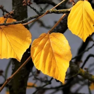 Yellow Witch Hazel Tree Shrub Flowersing Bushes Witch Hazel Plants Tree in Quart Pot, 6 to 12 Inc Tall Live Plants, Witch Hazel Plants