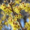 Yellow Witch Hazel Tree Shrub Flowersing Bushes Witch Hazel Plants Tree in Quart Pot, 6 to 12 Inc Tall Live Plants, Witch Hazel Plants