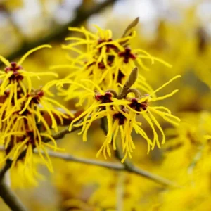 Yellow Witch Hazel Tree Shrub Flowersing Bushes Witch Hazel Plants Tree in Quart Pot, 6 to 12 Inc Tall Live Plants, Witch Hazel Plants