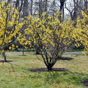 Witch Hazel Tree Shrub, Yellow Witch Hazel Plants Tree Flowersing Bushes in Quart Pot Live Plants for Planting