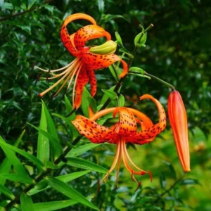 10 Turks Cap Lily Bulbs Roots, Tiger Lily Flowers Root Plant, No Leaf, Well Rooted Ready To Plant, Summer Bloom, Orange Flowers Live Plant