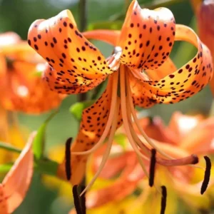 10 Turks Cap Lily Bulbs Roots, Tiger Lily Flowers Root Plant, No Leaf, Well Rooted Ready To Plant, Summer Bloom, Orange Flowers Live Plant