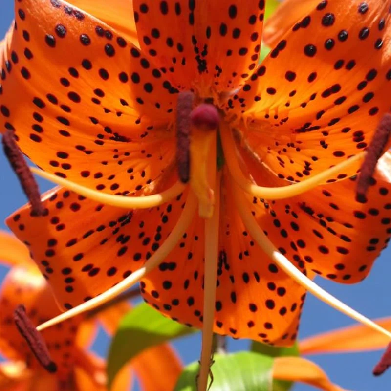 10 Turks Cap Lily Bulbs Roots, Tiger Lily Flowers Root Plant, No Leaf, Well Rooted Ready To Plant, Summer Bloom, Orange Flowers Live Plant