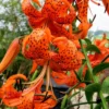 10 Turks Cap Lily Bulbs Roots, Tiger Lily Flowers Root Plant, No Leaf, Well Rooted Ready To Plant, Summer Bloom, Orange Flowers Live Plant