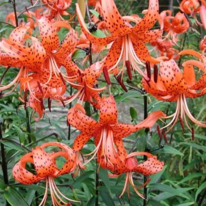 10 Turks Cap Lily Bulbs Roots, Tiger Lily Flowers Root Plant, No Leaf, Well Rooted Ready To Plant, Summer Bloom, Orange Flowers Live Plant