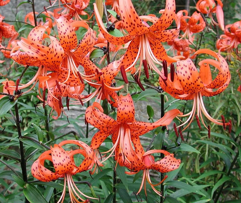 10 Turks Cap Lily Bulbs Roots, Tiger Lily Flowers Root Plant, No Leaf, Well Rooted Ready To Plant, Summer Bloom, Orange Flowers Live Plant