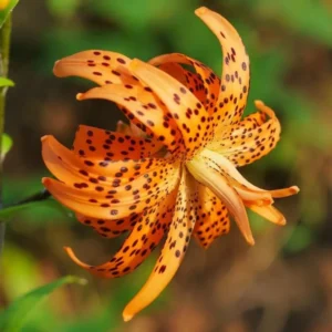 5 Turks Cap Lily Bulbs Roots, Tiger Lily Flowers Root Plant, No Leaf, Well Rooted Ready To Plant, Summer Bloom, Orange Flowers Live Plant