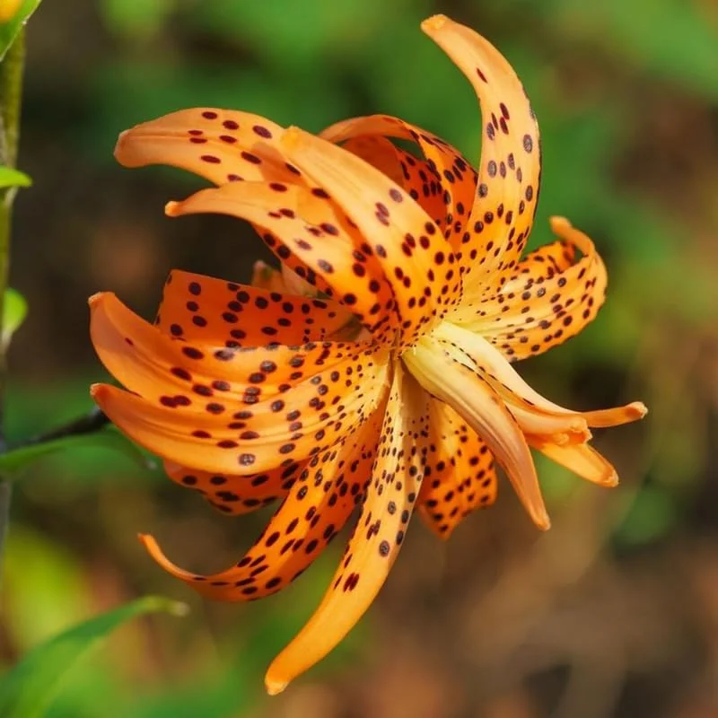 5 Turks Cap Lily Bulbs Roots, Tiger Lily Flowers Root Plant, No Leaf, Well Rooted Ready To Plant, Summer Bloom, Orange Flowers Live Plant