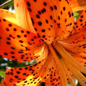 5 Turks Cap Lily Bulbs Roots, Tiger Lily Flowers Root Plant, No Leaf, Well Rooted Ready To Plant, Summer Bloom, Orange Flowers Live Plant