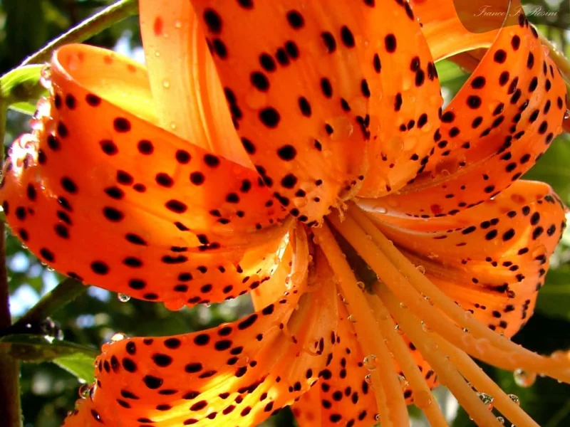 5 Turks Cap Lily Bulbs Roots, Tiger Lily Flowers Root Plant, No Leaf, Well Rooted Ready To Plant, Summer Bloom, Orange Flowers Live Plant