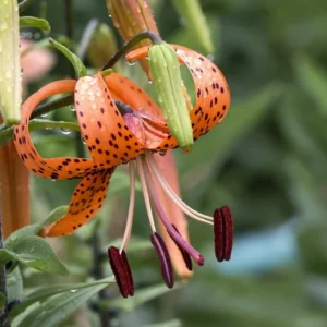 5 Turks Cap Lily Bulbs Roots, Tiger Lily Flowers Root Plant, No Leaf, Well Rooted Ready To Plant, Summer Bloom, Orange Flowers Live Plant