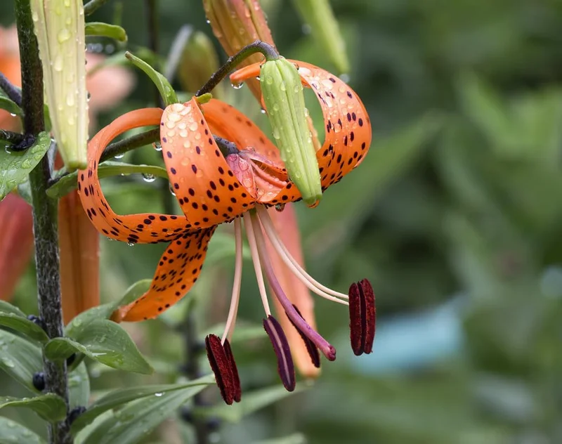 5 Turks Cap Lily Bulbs Roots, Tiger Lily Flowers Root Plant, No Leaf, Well Rooted Ready To Plant, Summer Bloom, Orange Flowers Live Plant