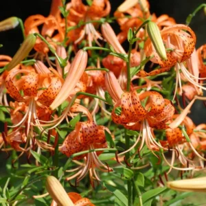 5 Turks Cap Lily Bulbs Roots, Tiger Lily Flowers Root Plant, No Leaf, Well Rooted Ready To Plant, Summer Bloom, Orange Flowers Live Plant