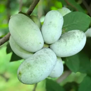 2 Pawpaw Trees Live Plants, Paw Paw Trees Plants Live in Quart Pot, Asimina Triloba Trees for Planting, 6-12" Tall Live Plants