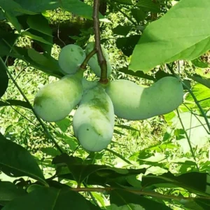2 Pawpaw Trees Live Plants, Paw Paw Trees Plants Live in Quart Pot, Asimina Triloba Trees for Planting, 6-12