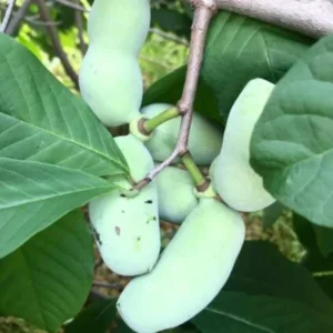 2 Pawpaw Trees Live Plants, Paw Paw Trees Plants Live in Quart Pot, Asimina Triloba Trees for Planting, 6-12