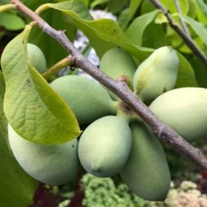 2 Pawpaw Trees Live Plants, Paw Paw Trees Plants Live in Quart Pot, Asimina Triloba Trees for Planting, 6-12