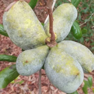 2 Pawpaw Trees Live Plants, Paw Paw Trees Plants Live in Quart Pot, Asimina Triloba Trees for Planting, 6-12
