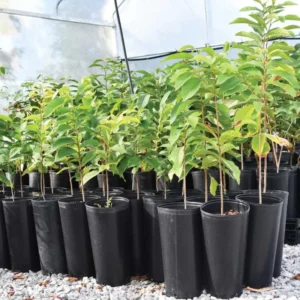Set 2 Paw Paw Trees Live Plants, Pawpaw Trees Plant Live, 6 to 12 Inc Tall in Quart Pot, Asimina Triloba Trees for Planting