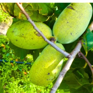 Pawpaw Tree Live Plant, Paw Paw Trees Plants Live in Quart Inc Pot, Asimina Triloba Trees for Planting, 6-12
