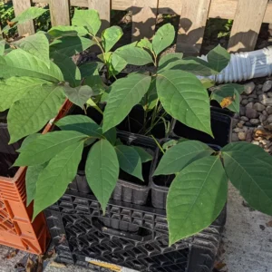 Pawpaw Tree Live Plant, Paw Paw Trees Plants Live in Quart Inc Pot, Asimina Triloba Trees for Planting, 6-12