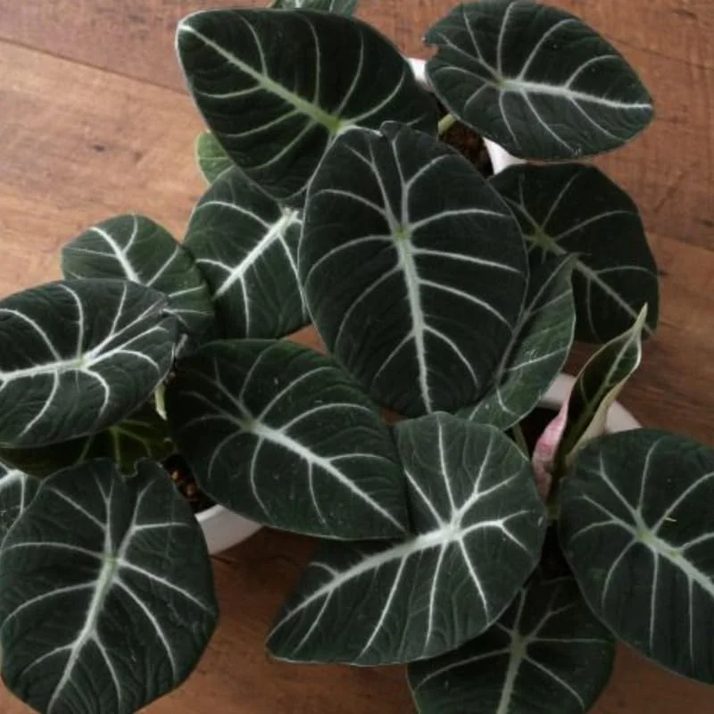 Black Velvet Alocasia Live Plant for Planting, 5 to 7 Inc Tall, Indoor Houseplant Alocasia Plant Live, No Pot, Alocasia Colocasia Taro Plant for Growing