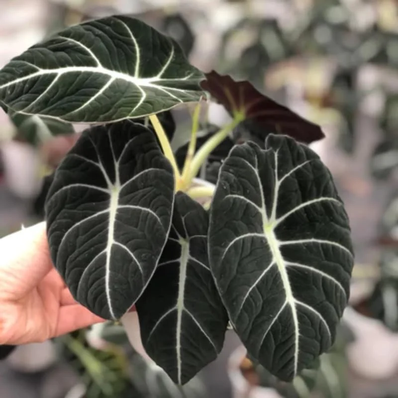 Black Velvet Alocasia Live Plant for Planting, 5 to 7 Inc Tall, Indoor Houseplant Alocasia Plant Live, No Pot, Alocasia Colocasia Taro Plant for Growing