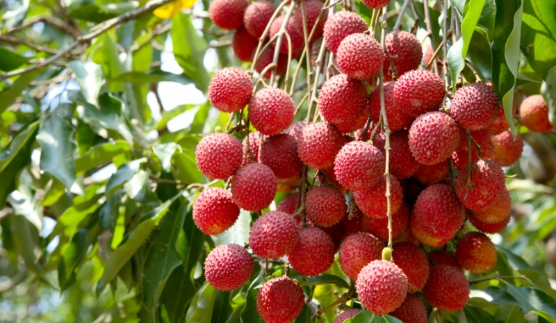 lychee tree, lychee fruits 