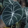 Black Velvet Alocasia Live Plant for Planting, Indoor Houseplant Alocasia Plant Live, 5 to 7 Inc Tall, Bare Root, Alocasia Colocasia Taro Plant for Ornamental Plant