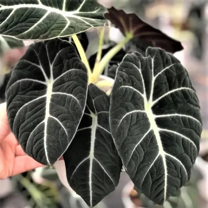 Black Velvet Alocasia Live Plant for Planting, Indoor Houseplant Alocasia Plant Live, 5 to 7 Inc Tall, Bare Root, Alocasia Colocasia Taro Plant for Ornamental Plant