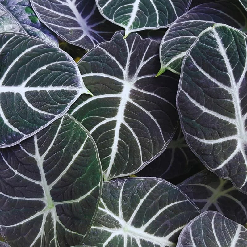 Black Velvet Alocasia Live Plant for Planting, Indoor Houseplant Alocasia Plant Live, 5 to 7 Inc Tall, Bare Root, Alocasia Colocasia Taro Plant for Ornamental Plant