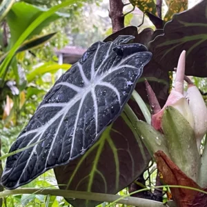 Set 5 Black Velvet Alocasia Live Plants for Planting, 5 to 7 Inc Tall, Indoor Houseplant Alocasia Plant Live, No Pot, Alocasia Colocasia Taro Plants for House Plants