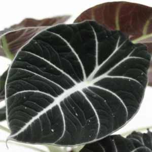 Set 5 Black Velvet Alocasia Live Plants for Planting, 5 to 7 Inc Tall, Indoor Houseplant Alocasia Plant Live, No Pot, Alocasia Colocasia Taro Plants for House Plants