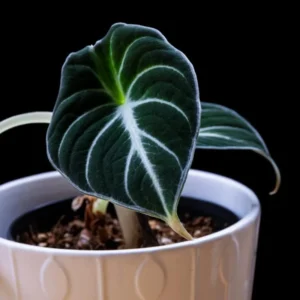 Set 5 Black Velvet Alocasia Live Plants for Planting, 5 to 7 Inc Tall, Indoor Houseplant Alocasia Plant Live, No Pot, Alocasia Colocasia Taro Plants for House Plants