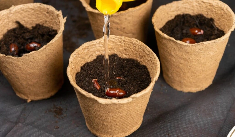 growing lychee at home, starting from seed is a fun