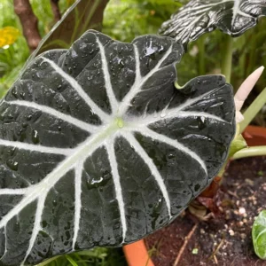 Pack 5 Black Velvet Alocasia Live Plant for Planting, Indoor Houseplant Alocasia Plant Live, 5 to 7 Inc Tall, Bare Root, Alocasia Colocasia Taro Plant for Ornamental Plants