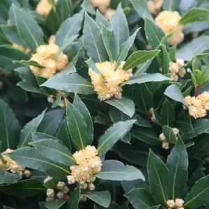 Combo 2 Laurus Nobilis Bay Leaf Trees, Bay Laurel Sweet Bay Live Plants for Planting, Fragrant Bayleaf Tree, No Pot, Well-Rooted Plant Live